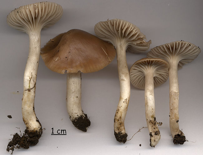 Hygrocybe colemanniana